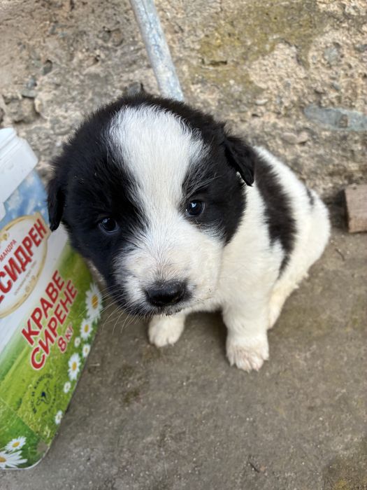 Малки кучетца търсят любящ дом