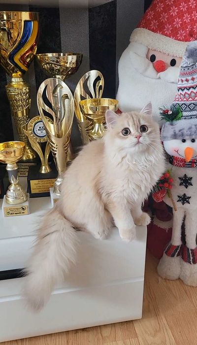 Fetita british longhair culoare rara - lilac golden
