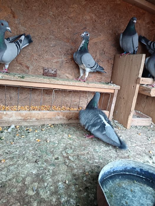 De vanzare porumbei sau schimb