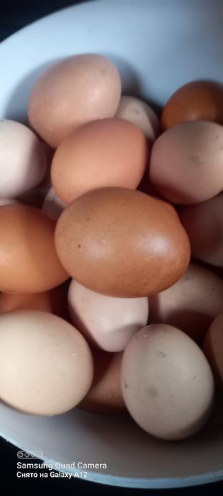 Домашние яйца свежие