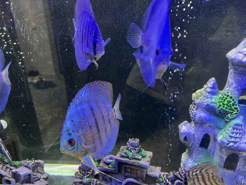 Продаются дискусы от 300 тысяч.