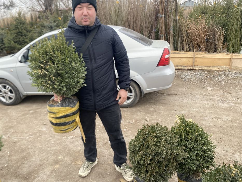 Самшит вечнозеленый декоративный кустарник