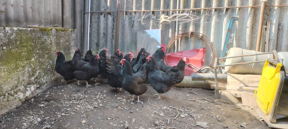 Ouă gaini australorp