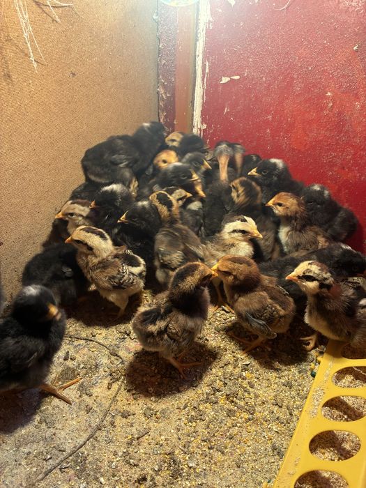Vand pui de gaini araucana !!