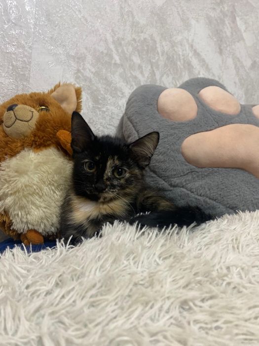 Отдам котят в хорошие руки