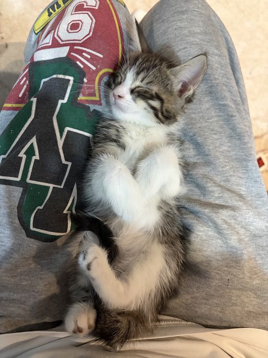 Котята мейн куна 50.000тг