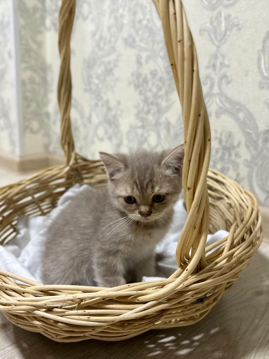 Scottish strayt лиловый окрас