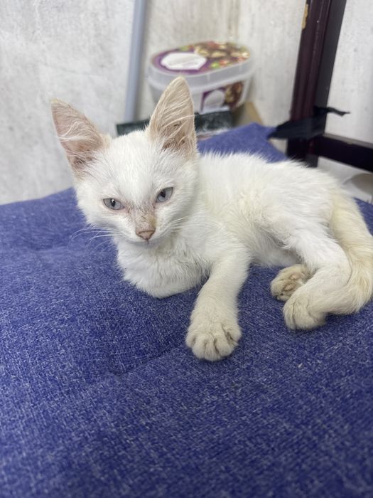 Котенок мальчик