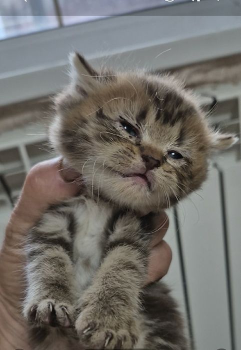 Котята 1.5 месяца