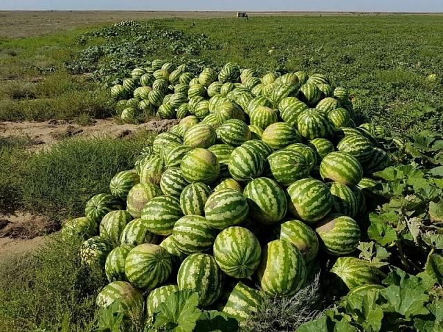 Земля для бахчеводства и садоводства