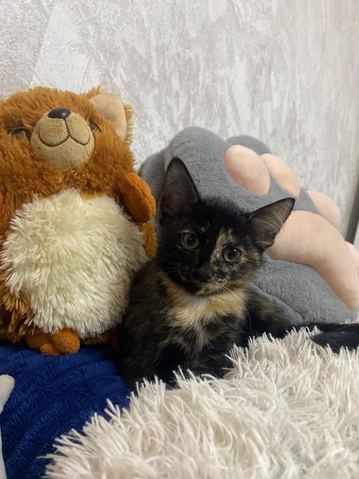 Отдам в хорошие руки котенка