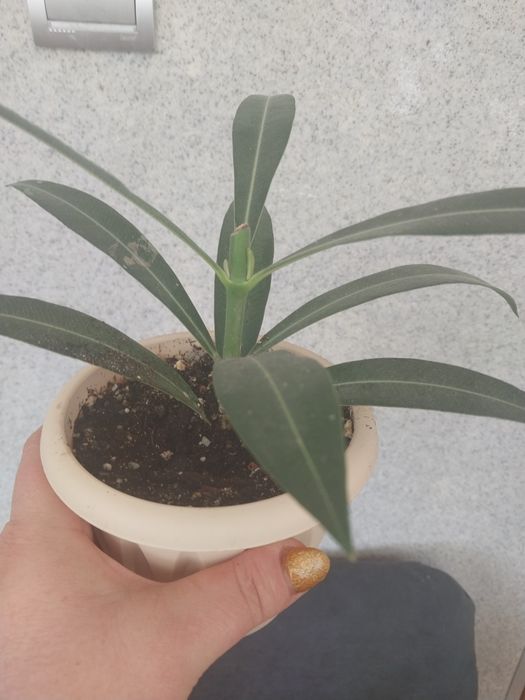 Алеандр  растение