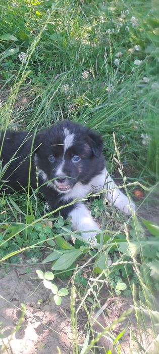Căței Border Collie