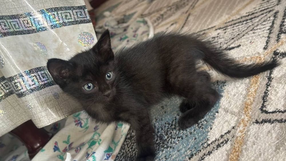 Котята даром в добрые руки