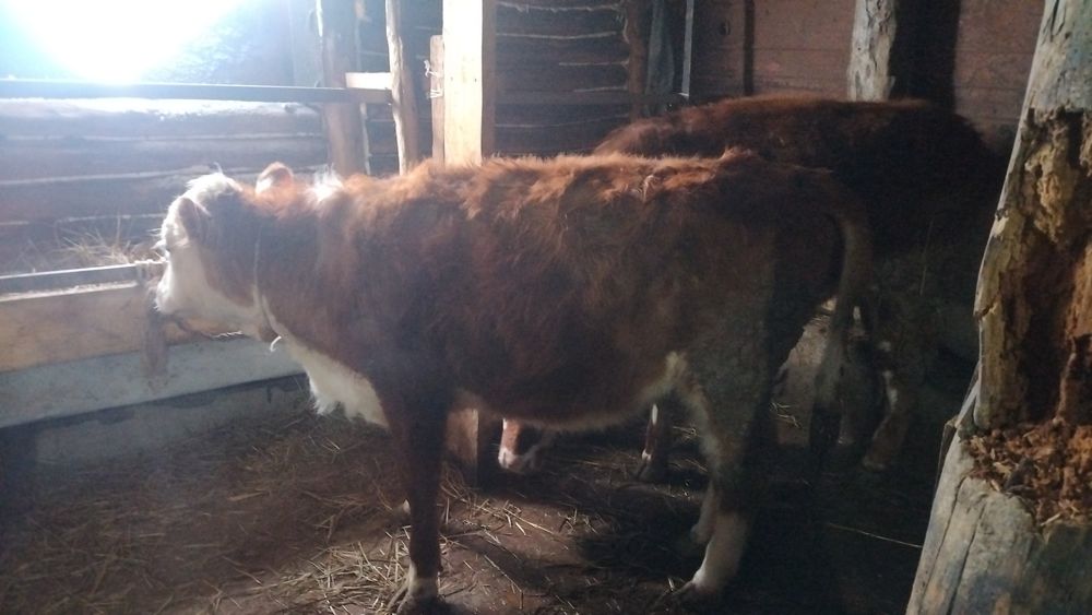 Асаламалекум 10 еркек 3 урғашы