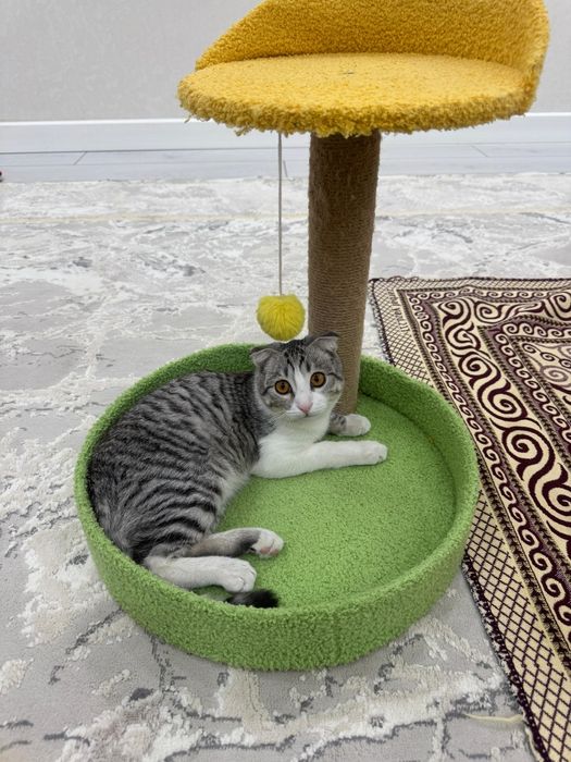 Кошка Шотландская пародия