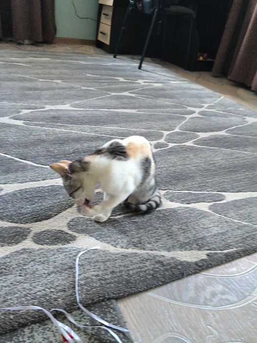 Отдам котенка бесплатно