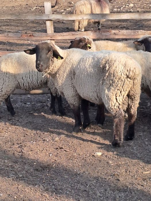 Vând berbeci suffolk