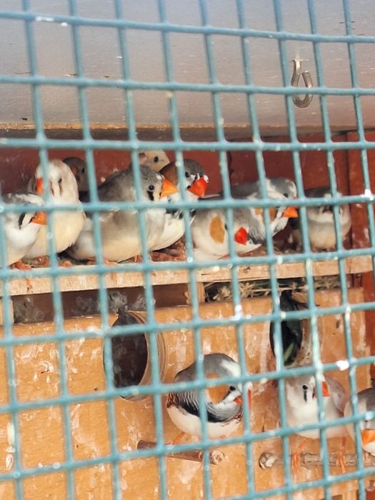 Зеброви амадини (финки)