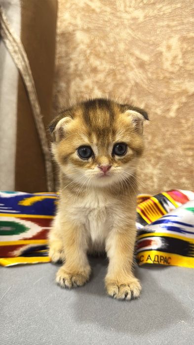 Продаю золотая шиншилла Фолд.