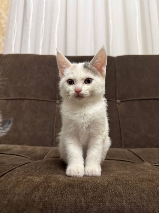 Котята, смесь турецкая ангора, две девочки