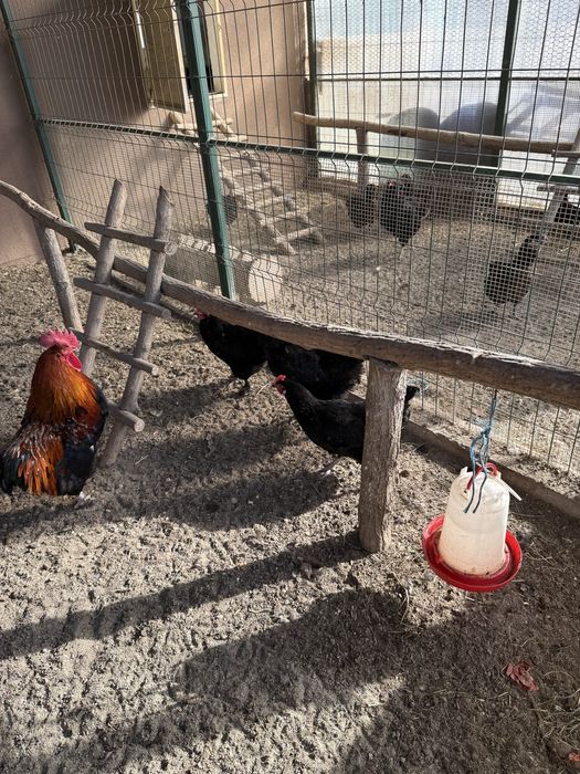 Gaini si cocosi mai multe rase!