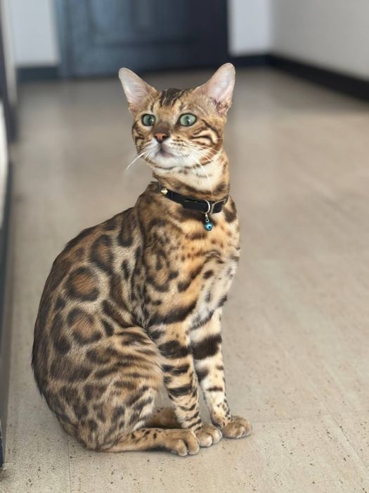 Бенгальский кот для вязки