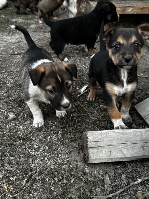 Митисы овчарки, звоните пищите