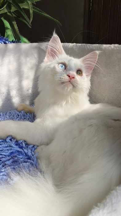 Белый Мейн кун КОТЯТА