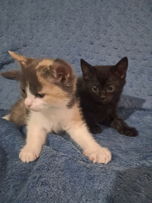 Отдам котят 1.5 месяные