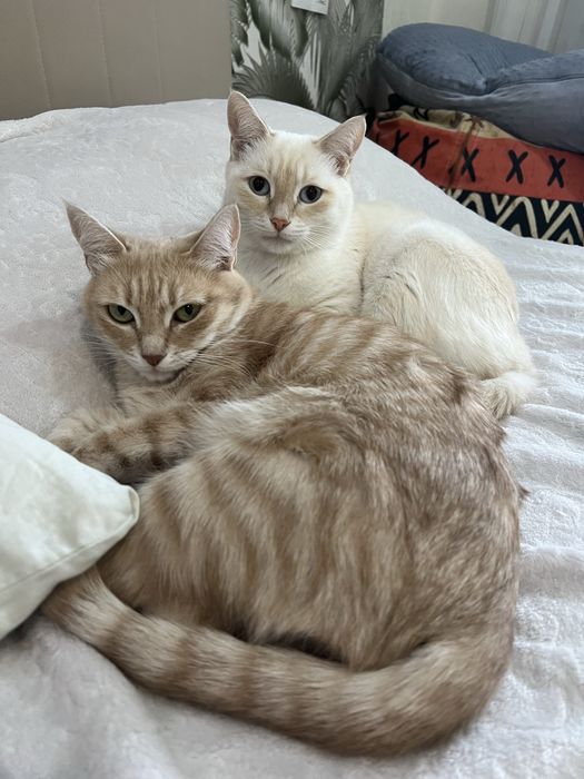 В добрые руки две кошечки
