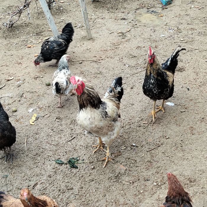 Қораздар сатылады