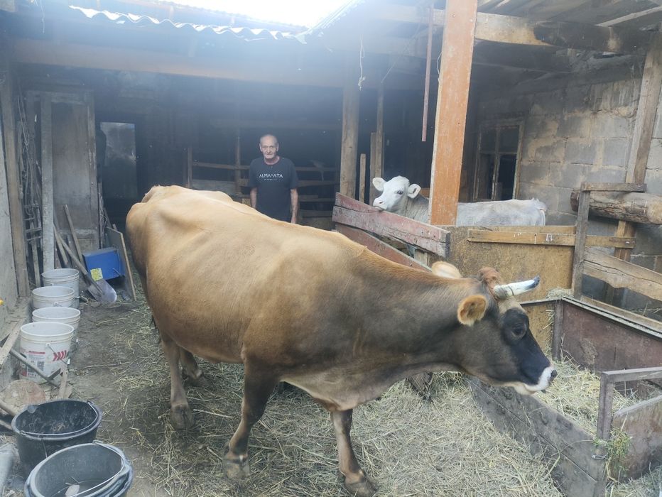 Продам корову 4 отел