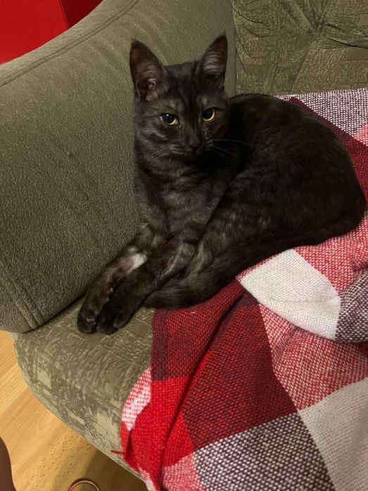 Отдам кота  в добрые руки