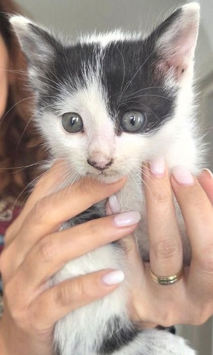 Pui de pisica spre adoptie
