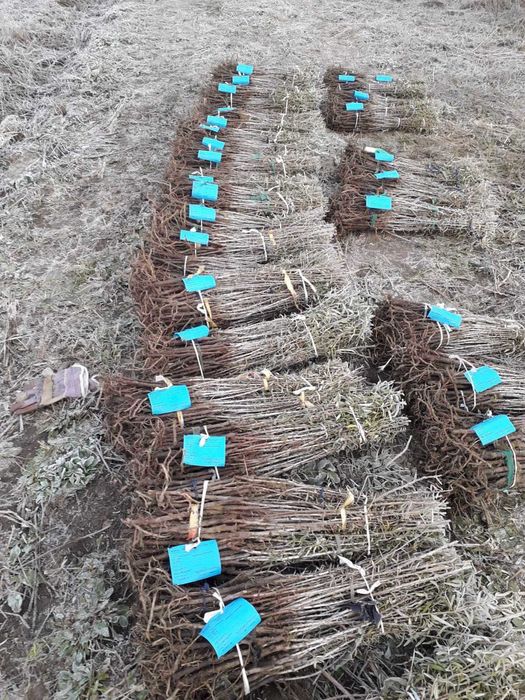 облепиха, ракитник, морски зърнастец или сибирски ананас