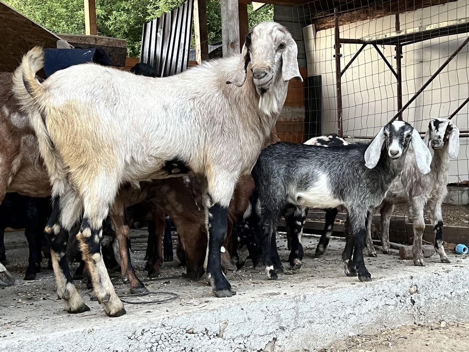 Tap anglonubian rasa pura