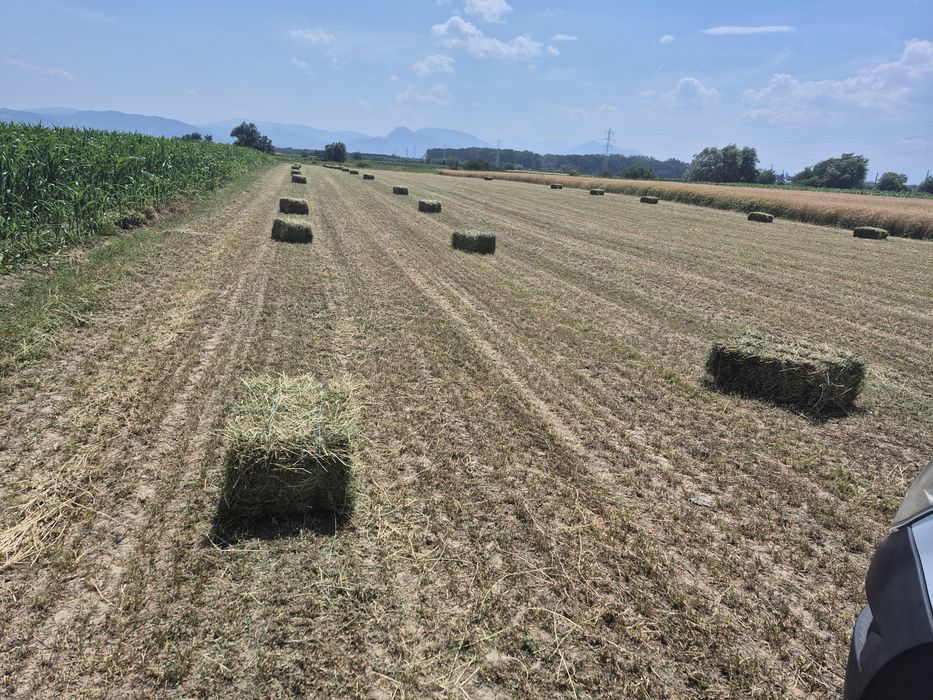Vând baloti de Lucernă fân Producție 2025 trasport la domiciliu
