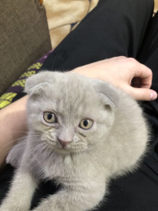 Котята в добрые руки.