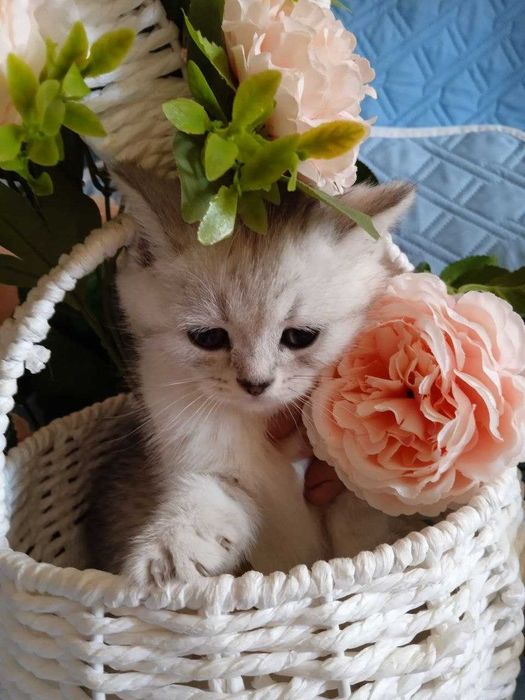 Продаются котята.