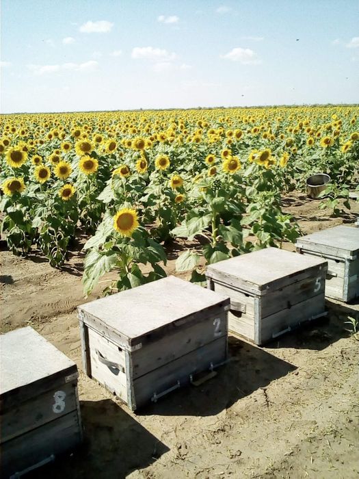 Продам мёд оптом