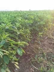 Люцерна семе  ...