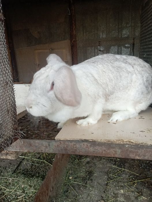 Продажа Кроликов