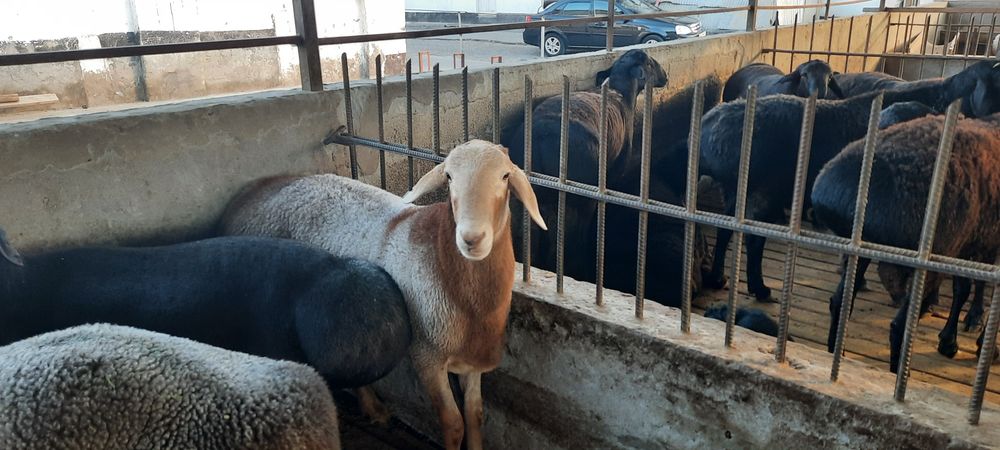 Ақиқа ва маросимлар учун тирик қўйлар