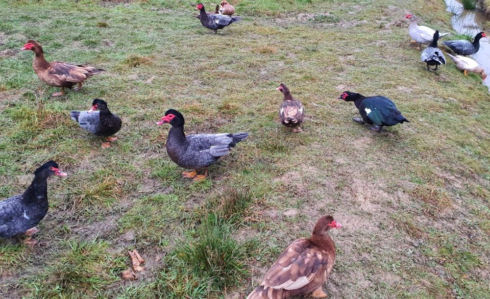 Rațe Lesesti / Mute