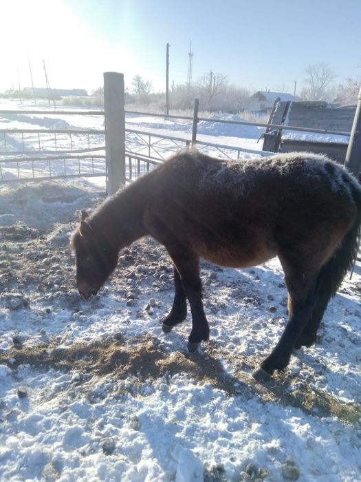 Жеребчик 9 месяцев