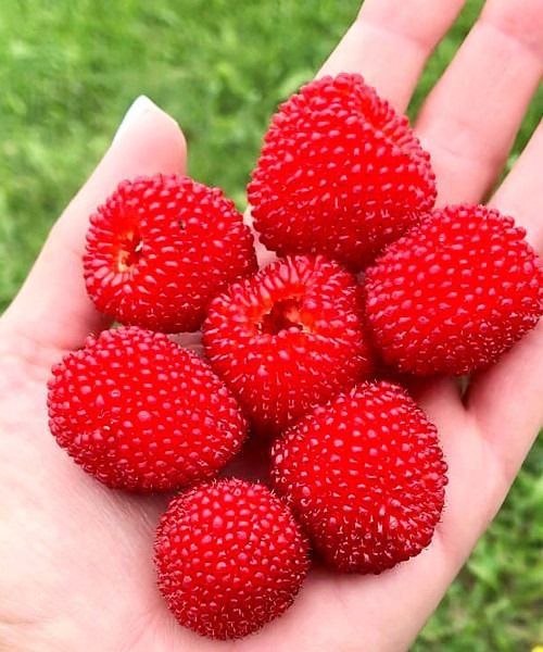 Tibetski malina kochati