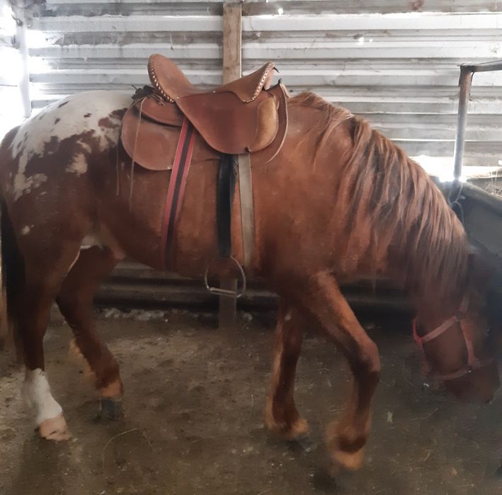 Продам жеребца на племя.