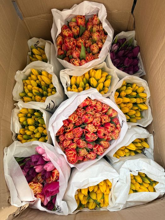 Нежные голландские тюльпаны