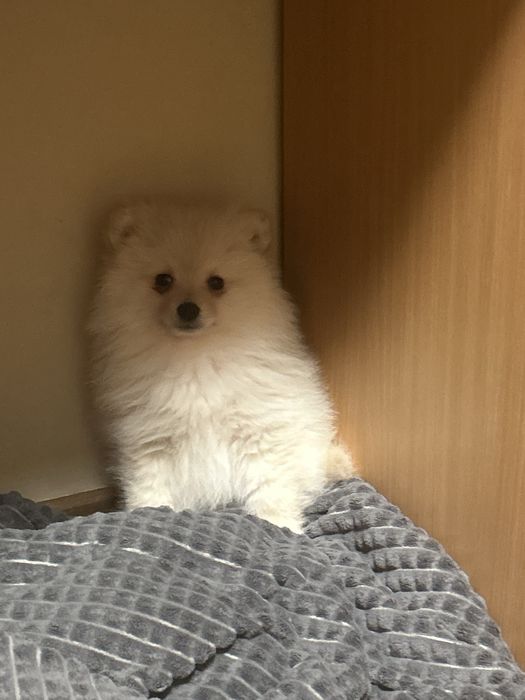 Померан на 2 месеца с първа ваксина момченце